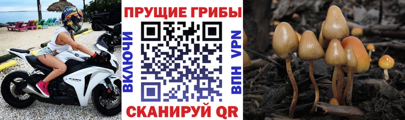 Галлюциногенные грибы мицелий Камышин
